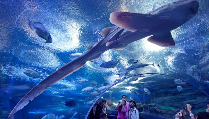 تور پاتایا - رسپینا 24